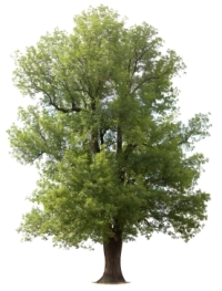 Picture of a single ash tree